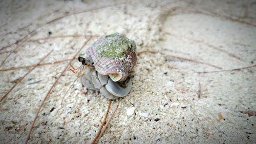 Close-up of insect