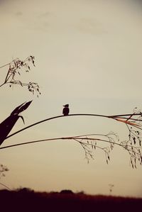 Low angle view of silhouette birds against sky