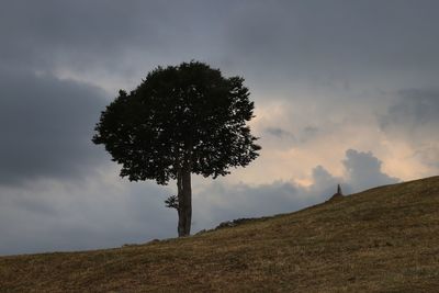 Tree on field against sky