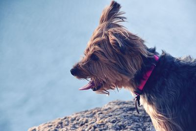 Close-up of dog on sea against sky