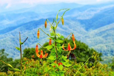 Close-up of red flowering plant