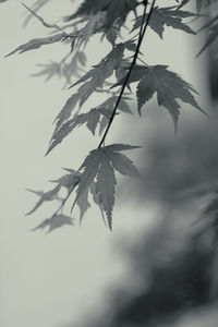 Close-up of leaves on ground