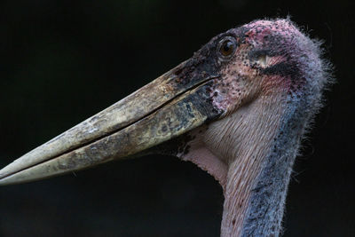 Close-up of pelican