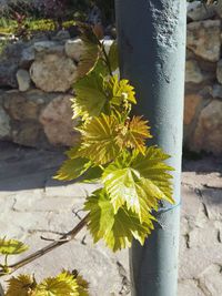 High angle view of flowering plant against wall