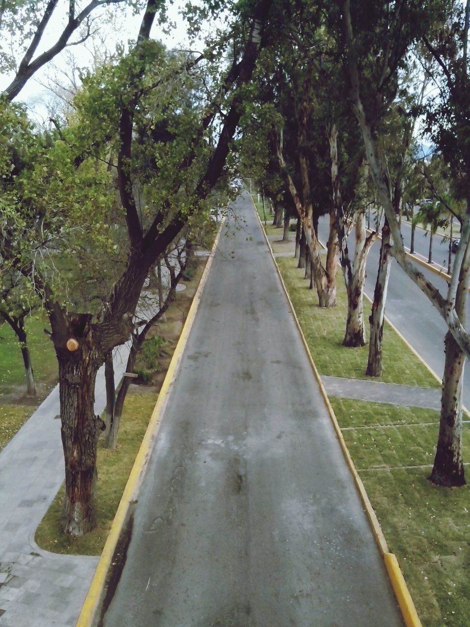 tree, the way forward, diminishing perspective, vanishing point, road, transportation, treelined, tree trunk, tranquility, long, growth, nature, sunlight, footpath, in a row, shadow, day, outdoors, empty road, tranquil scene