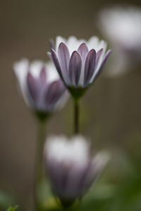 Close-up of purple crocus blooming outdoors