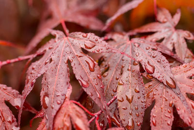 Close-up of raindrops on pink leaves