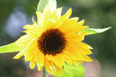 Close-up of yellow flower blooming outdoors