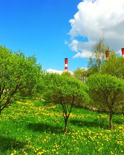 Low angle view of trees against blue sky