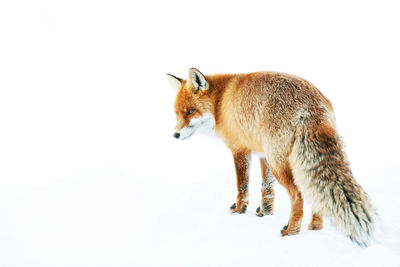 Full length of red fox looking away while standing on snow covered field