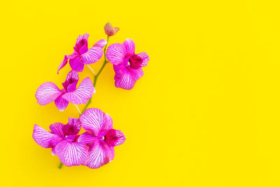 Close-up of purple flower against yellow background