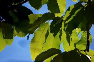 Low angle view of leaves