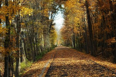 Dirt road amidst trees in forest during autumn
