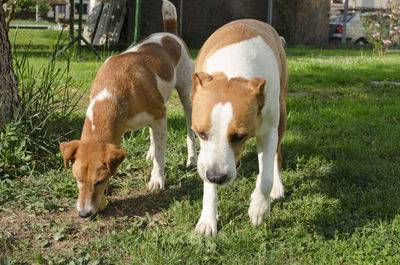 Close-up of dog on field