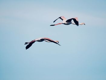 Low angle view of birds flying against clear sky