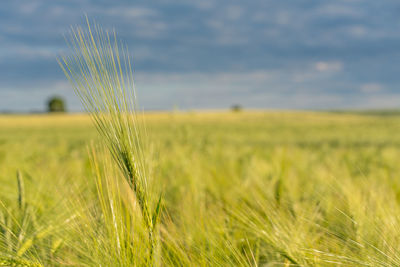 Crops growing on field against sky