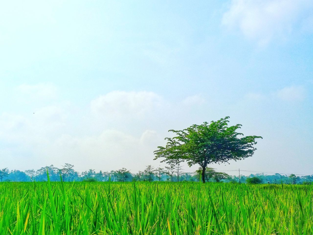 PLANTS GROWING ON FIELD