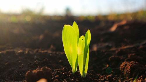 Close-up of plant growing on field