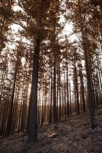 Trees in forest