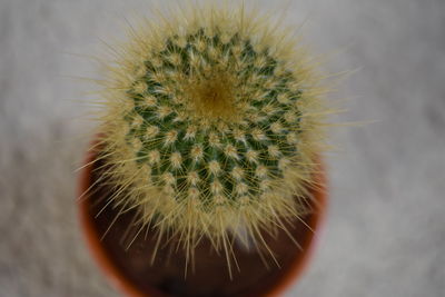 Close-up of cactus in potted plant