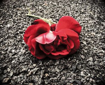 Close-up of red flowers