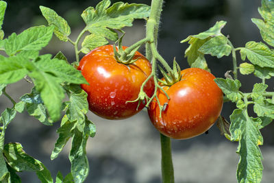 Close-up of cherries on plant