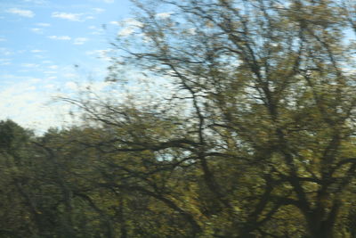 Low angle view of trees against sky