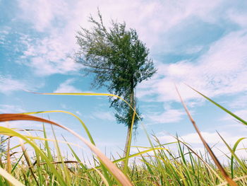 Low angle view of plants on field against sky