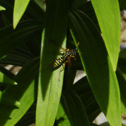 Close-up of insect on leaf