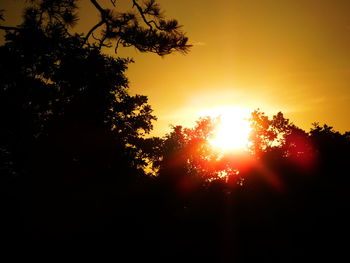 Sun shining through trees