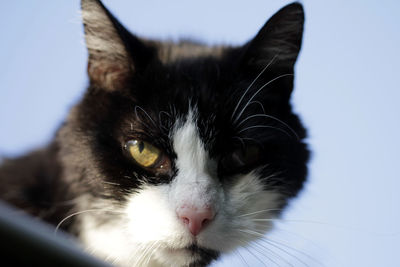 Close-up portrait of cat