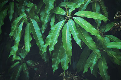 Lush green leaves with flower buds on mango trees