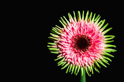 Close-up of pink flower against black background