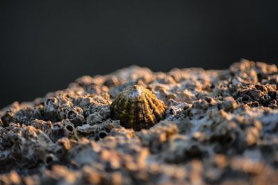 Close-up of crab on rock against black background