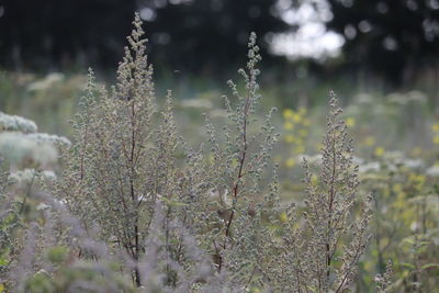 Close-up of plants on land