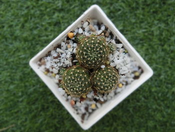 High angle view of succulent plant on field