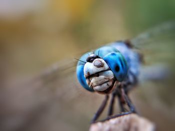 Close-up of an insect eye