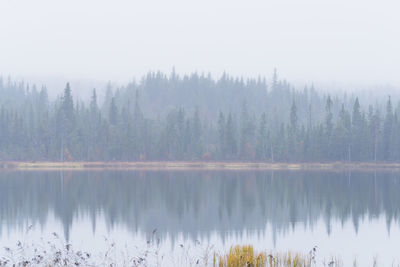 Scenic view of lake in forest against sky