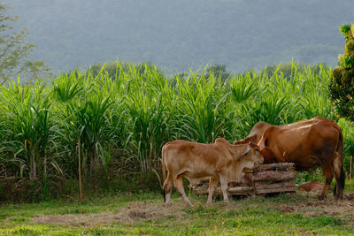 Cows in a field