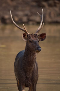 Deer looking away outdoors