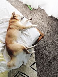 High angle view of a dog sleeping