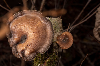 close-up