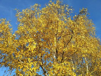 Low angle view of flowers against blue sky