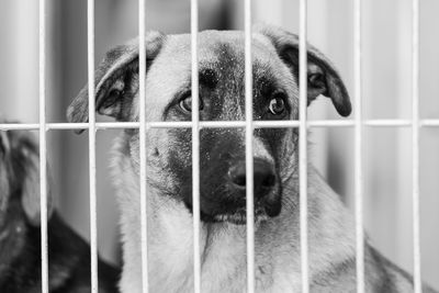 Portrait of dog in cage