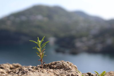 Close-up of small plant growing on rock