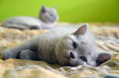 Close-up portrait of cat relaxing