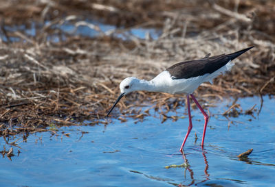 Side view of a bird in water