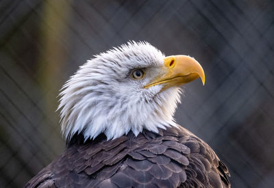 Close-up of eagle