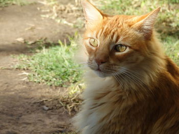 Portrait of ginger cat