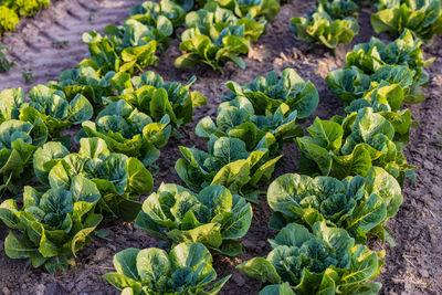 An agricultural field with rows of organic chard